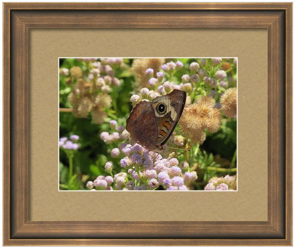 Buckeye Butterfly Art Print 