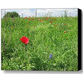 Red Cornflower Poppy Art