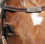Horse Headstall Name Plate