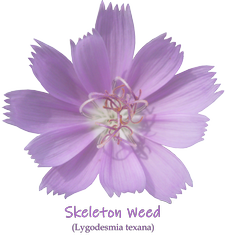 Skeleton Weed Wildflower T-Shirt